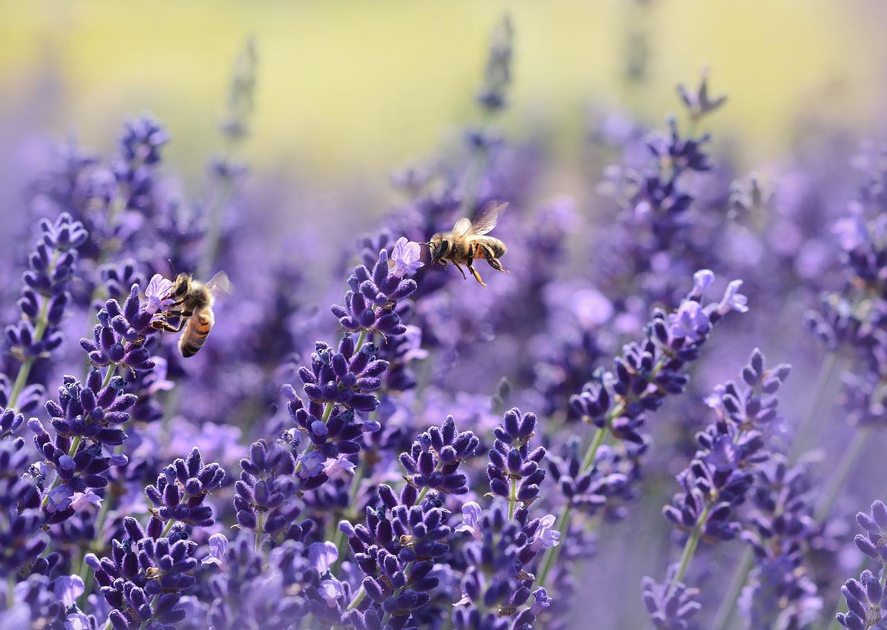 lavenders