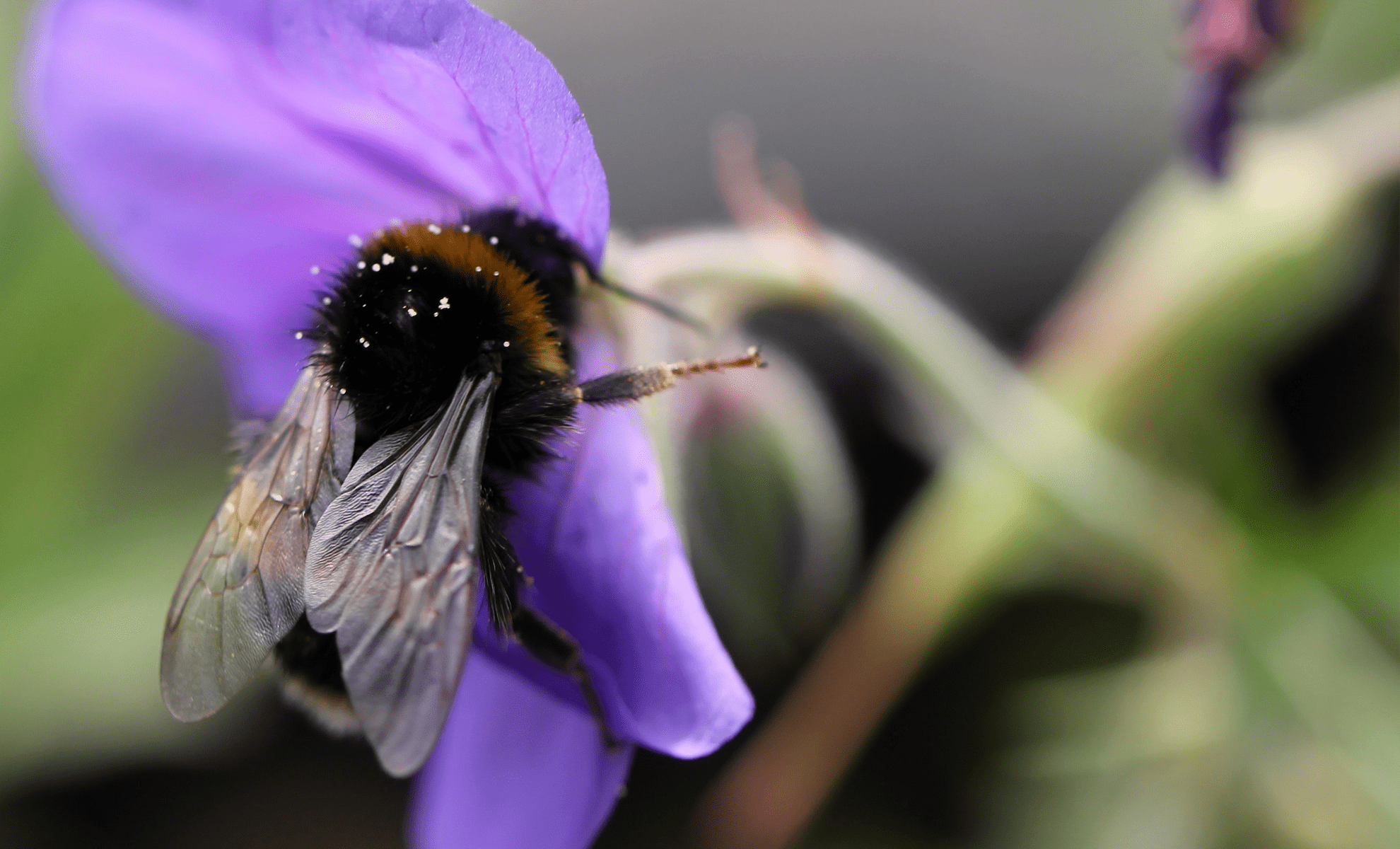 bee