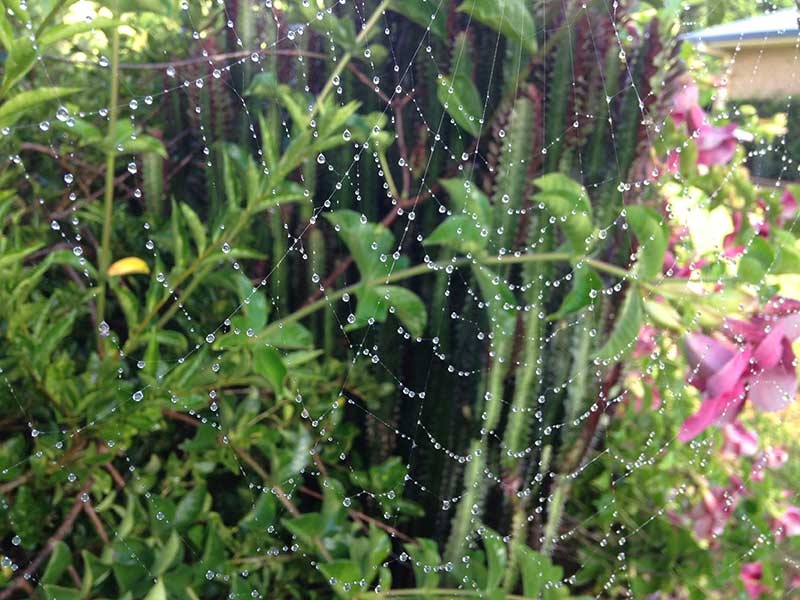 cobweb