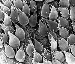 A SEM micrograph of the small intestine of a gerbil infested with Giardia reveals a mucosa surface almost entirely obscured by attached trophozoites